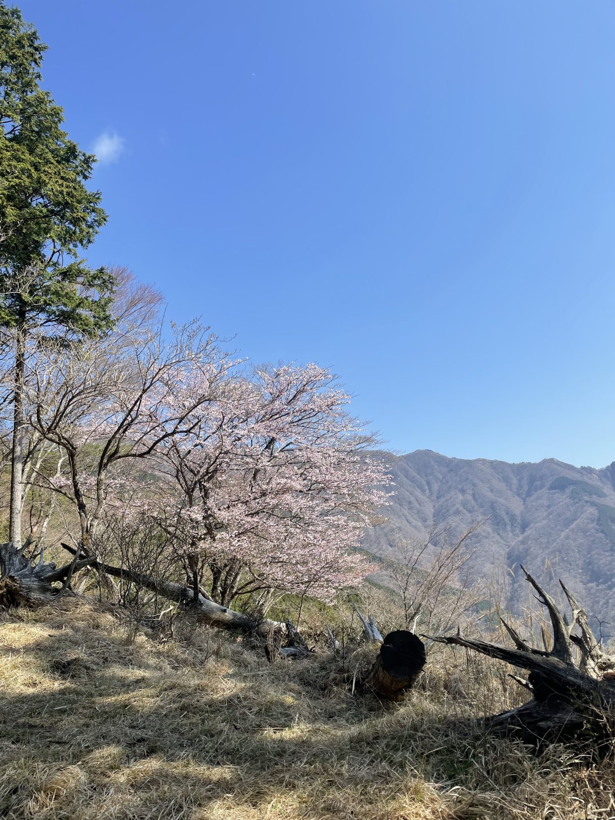 大倉尾根の桜Cherry blossoms in Okura Ridge