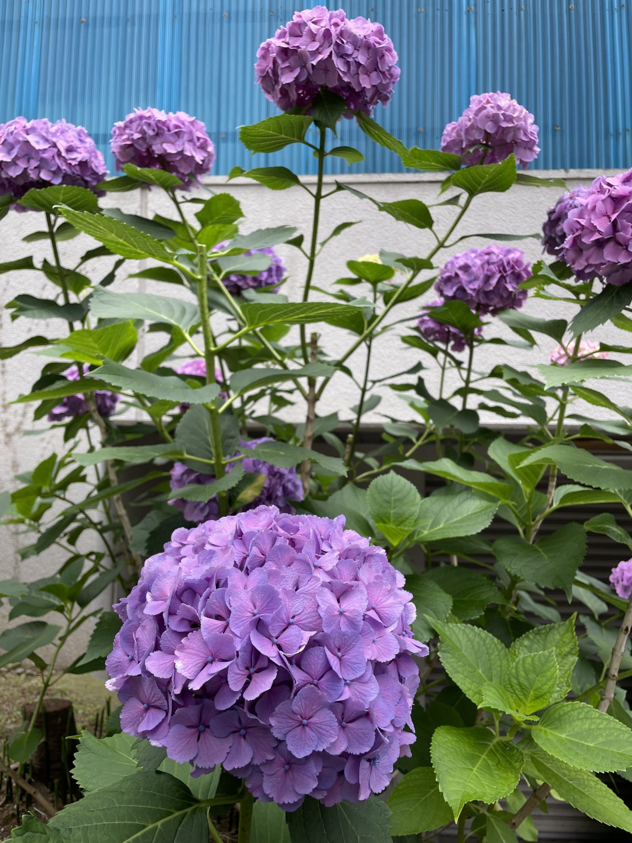 色違いの紫陽花Hydrangea in different colors