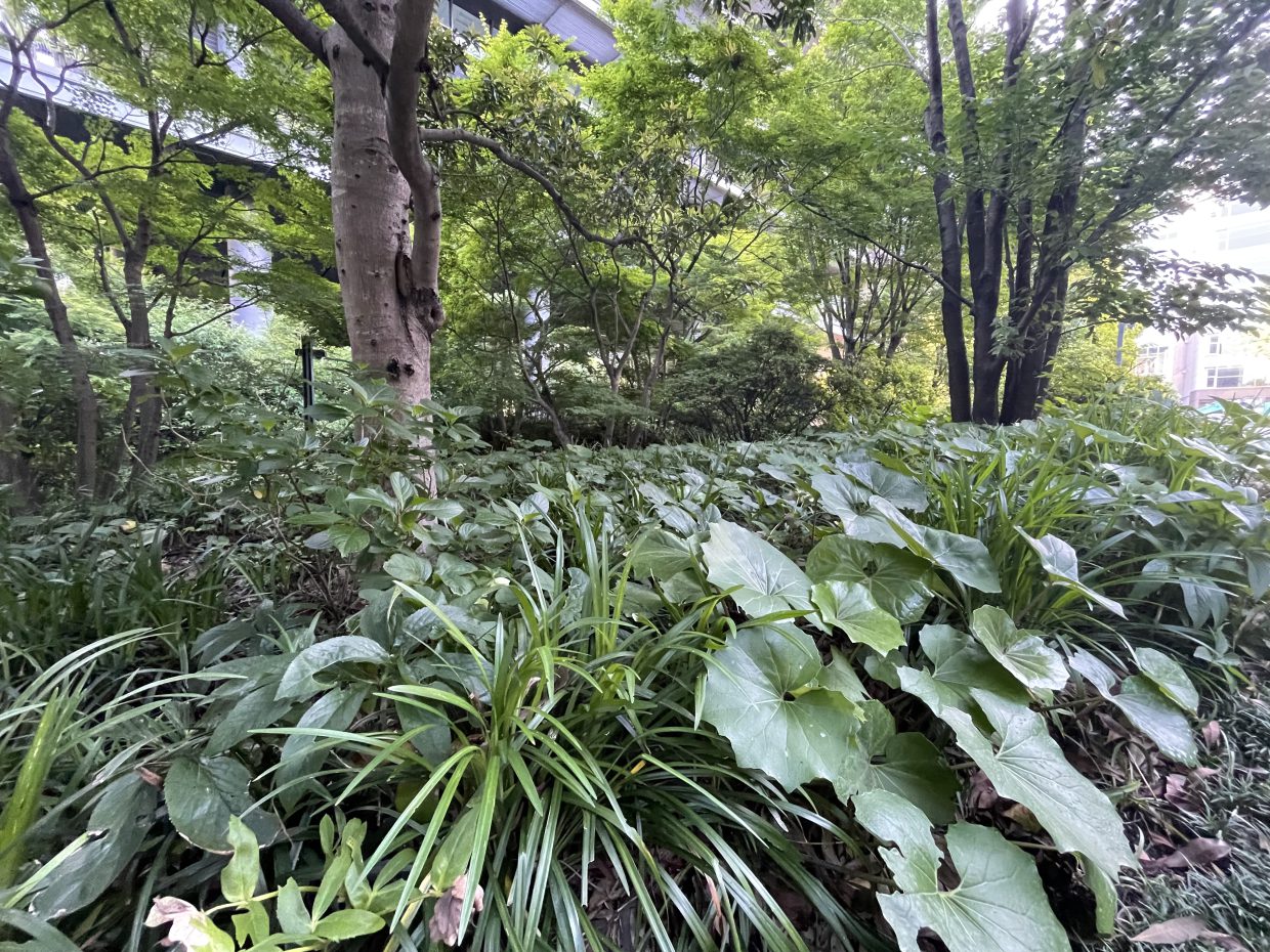 元赤坂のジャングルThe jungle of Motoakasaka
