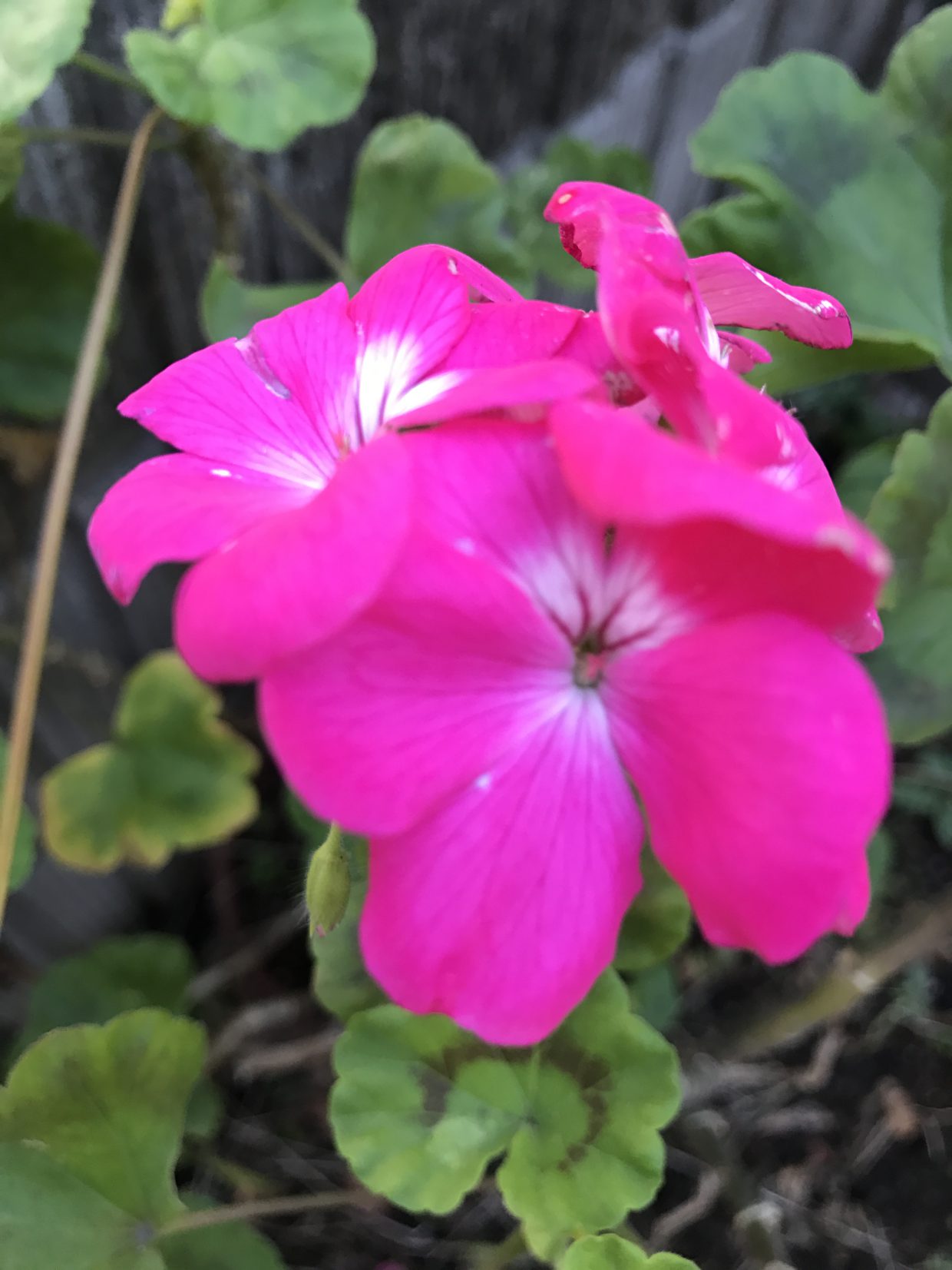 花、花、花Flowers, flowers, flowers