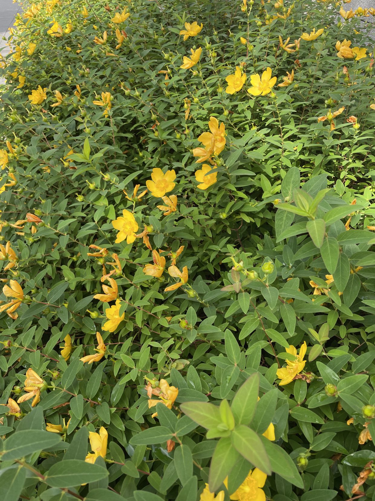 東京の初夏の花Early summer flowers in Tokyo