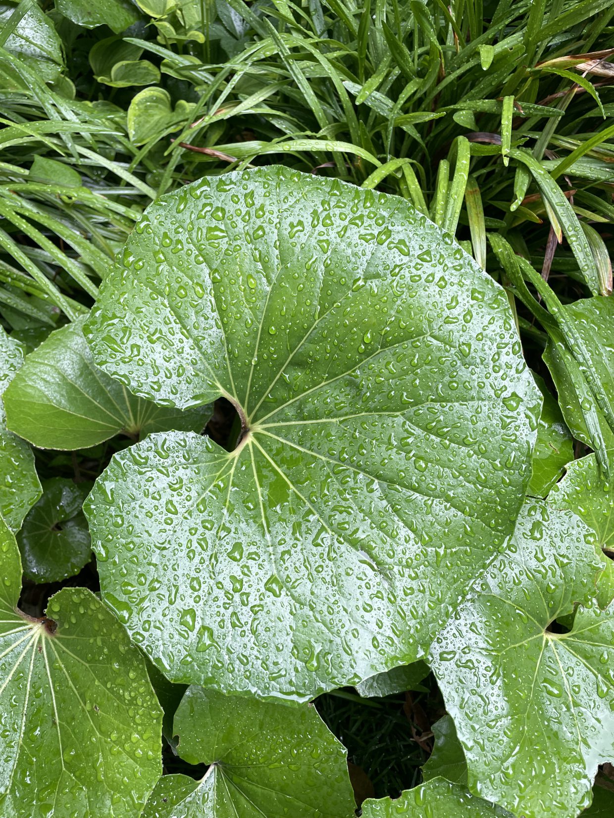 梅雨、雨粒Plum rain, rain grains