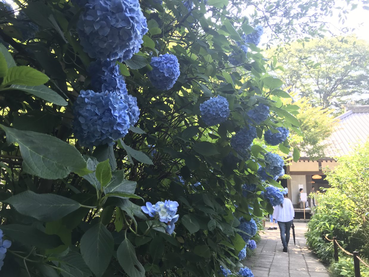 紫陽花寺Hydrangea Temple